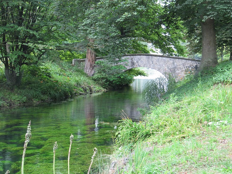 river, water, bridge, green, ulm, plant, tree, growth, nature HD wallpaper