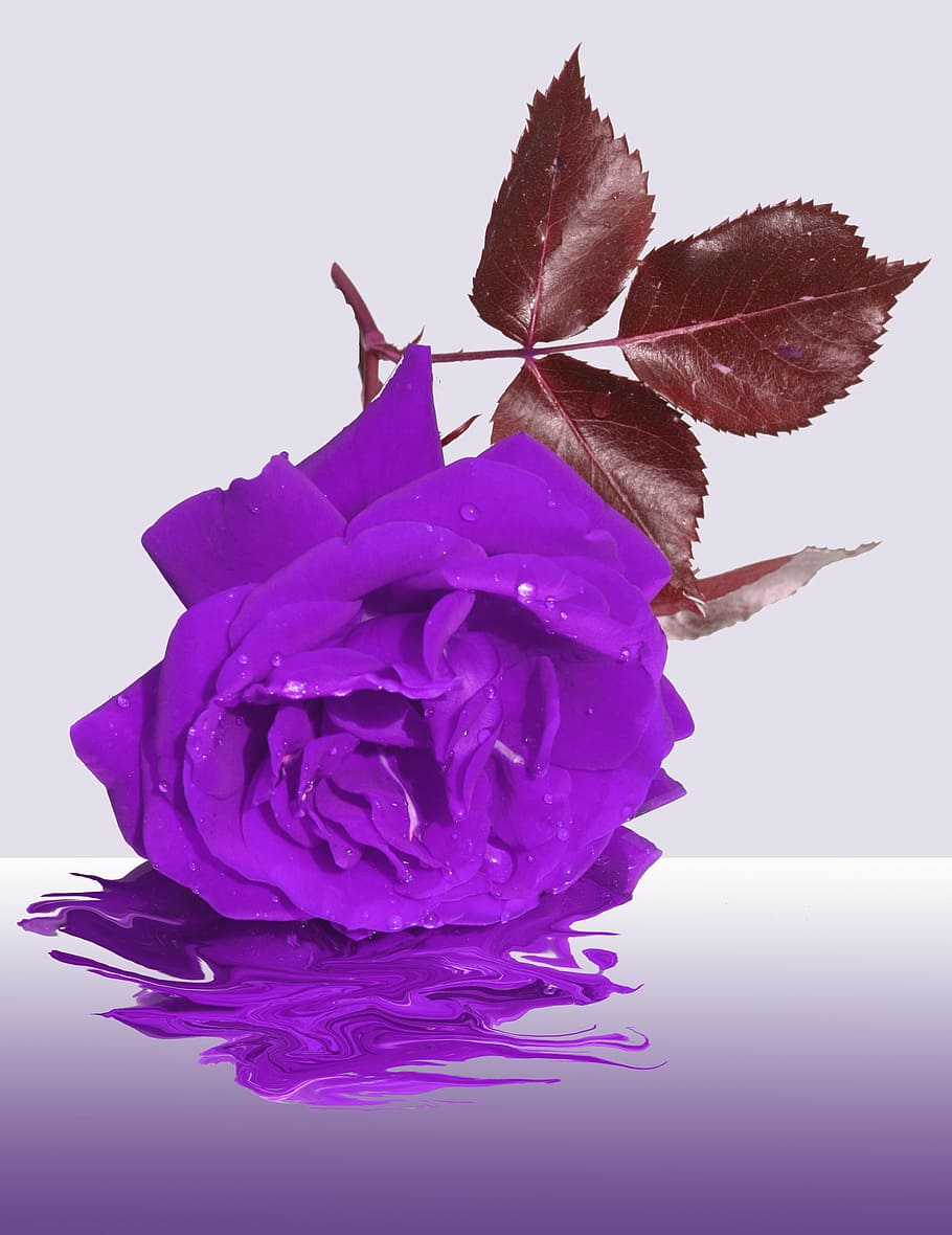 purple rose flower, mourning, memory, condolences, trauerkarte, HD wallpaper
