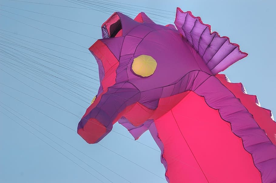 pink and purple seahorse illustration, dragon, kite, beach HD wallpaper