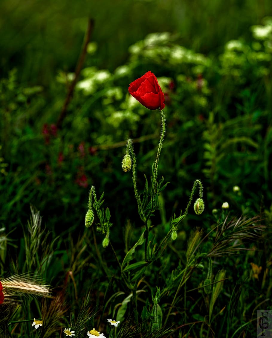 spring, flowers, plant, growth, beauty in nature, flowering plant HD wallpaper