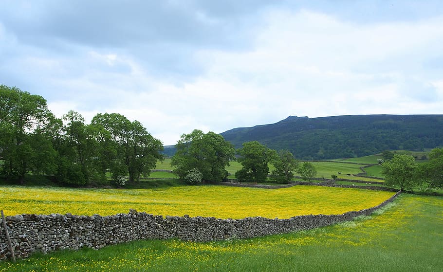simon's seat, walled fields, yorkshire, plant, tree, sky, tranquil scene HD wallpaper
