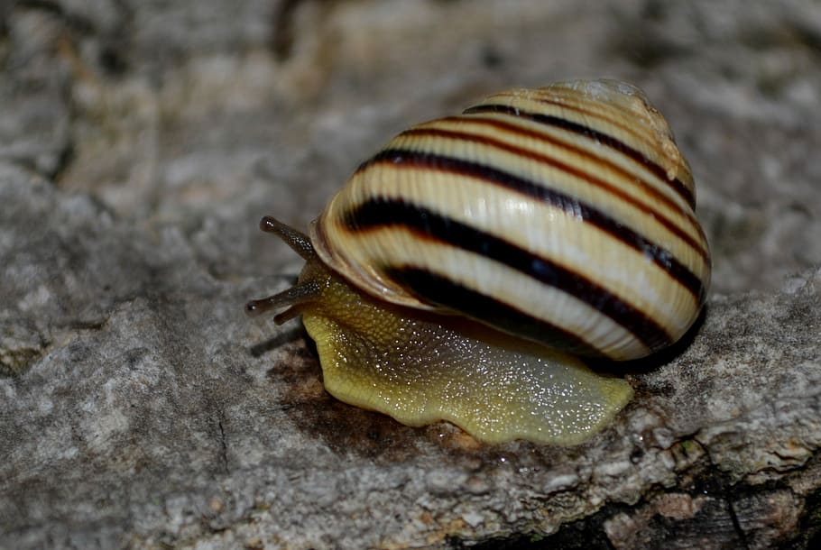 Snail, Shell, Saturday, my saturday, one animal, close-up, animal wildlife HD wallpaper