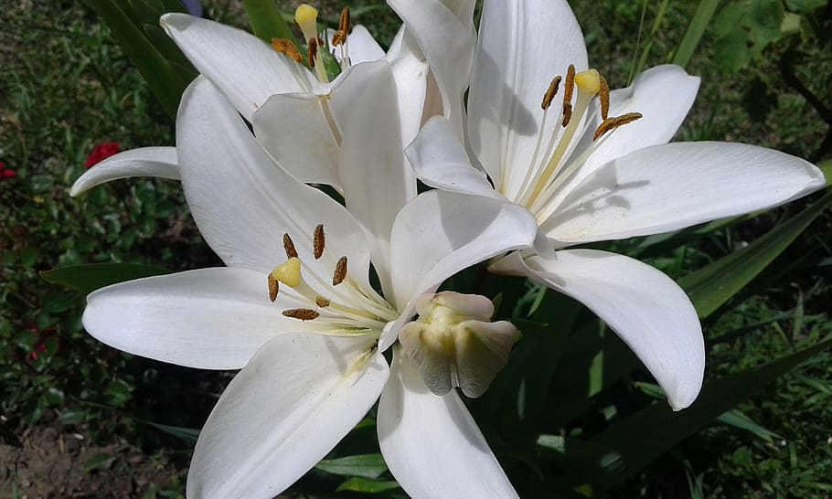 lily, white, flowers, flowering plant, freshness, petal, fragility HD wallpaper