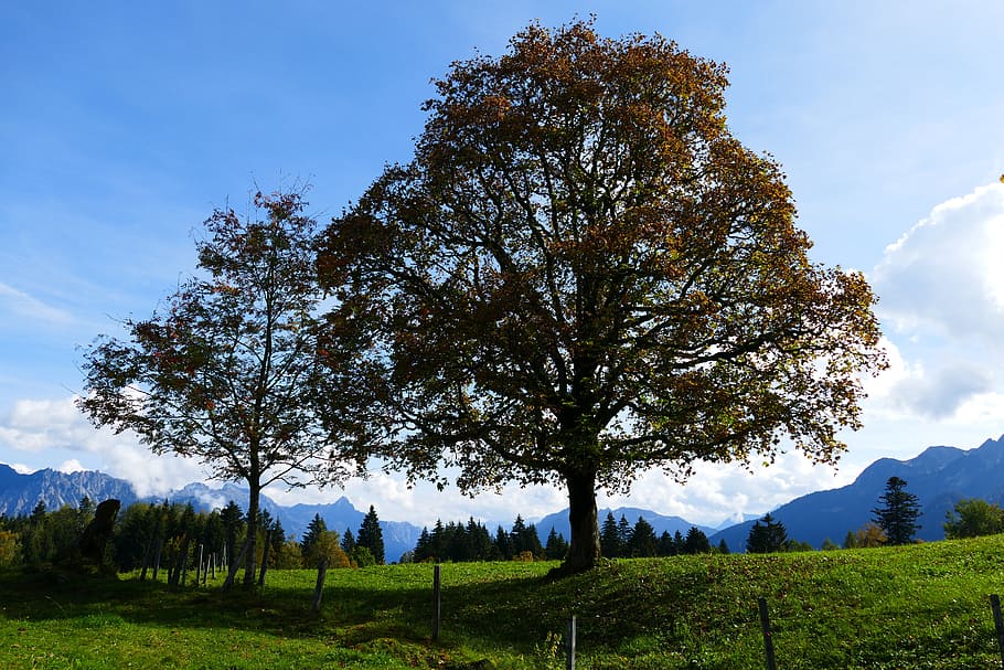 Autumn Alpine. Autumn in Alpines.