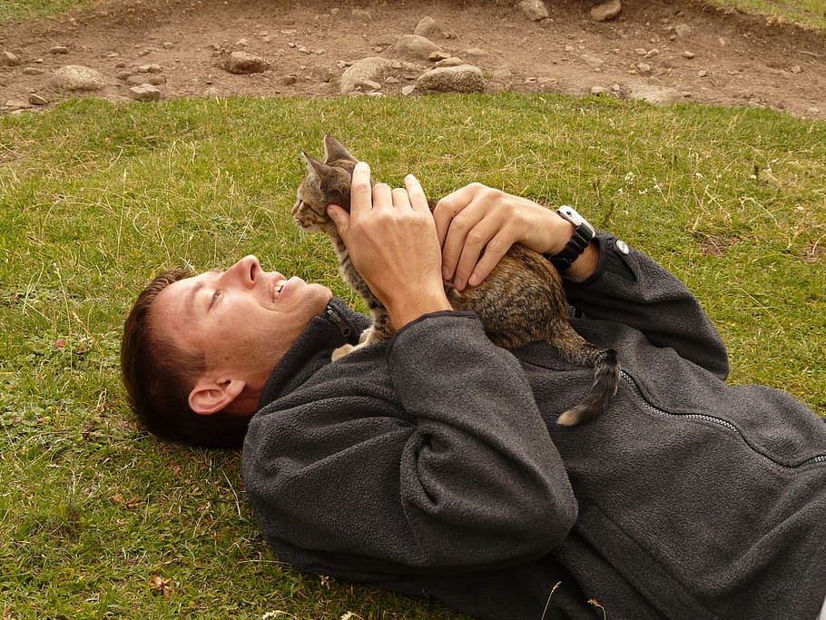 man holding gray cats, Stroke, Relax, Purr, concerns, enjoy HD wallpaper