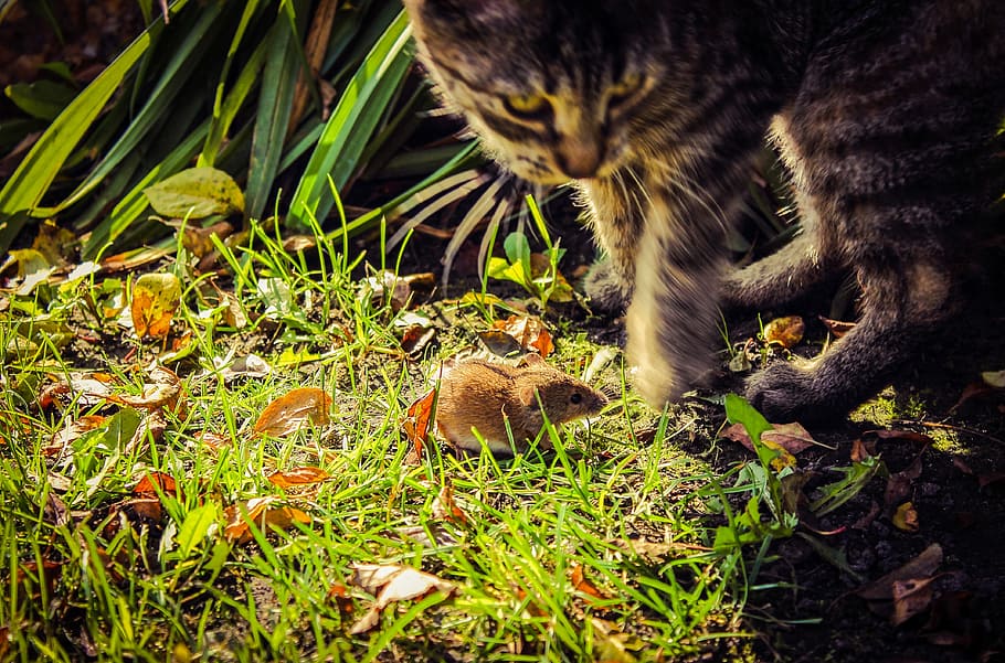 brown tabby kitten standing near brown mouse on grass field near linear green leafed plants HD wallpaper