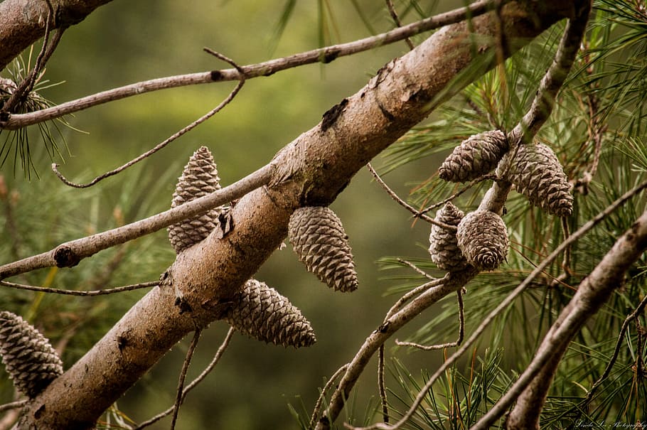 pine cones, tree, nature, green, forest, branch, winter, wood HD wallpaper