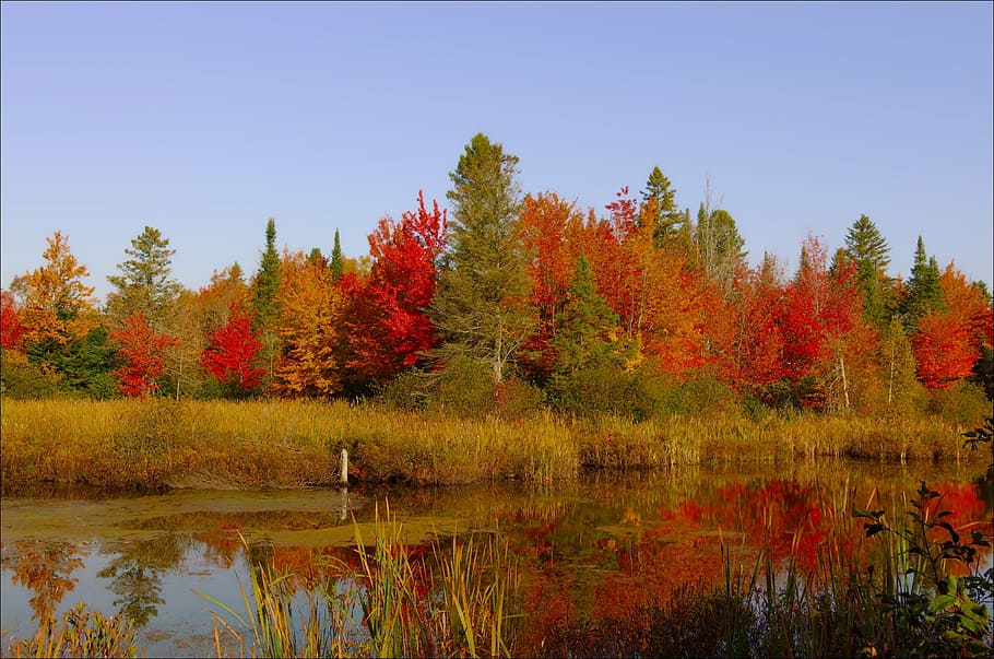 green leaf trees, colors, fall, orange, red, nature, leaves HD wallpaper
