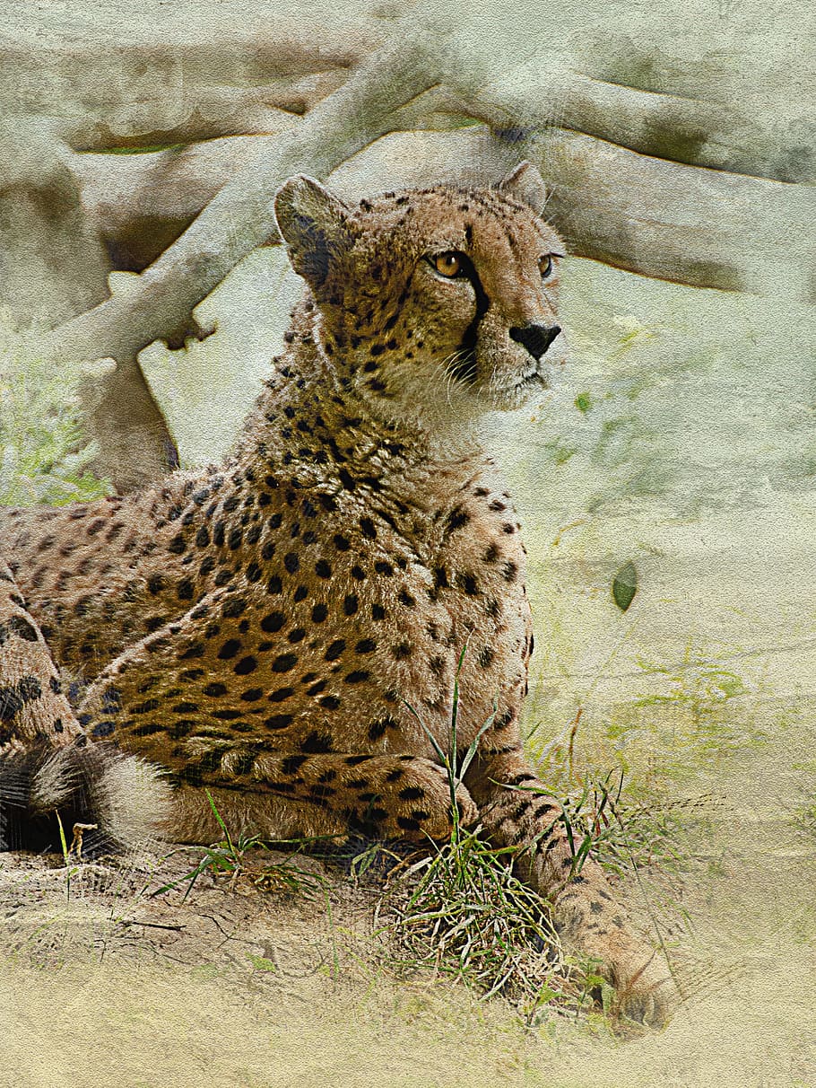 leopard beside plant, cheetah, cat, predator, wild beast, zoo HD wallpaper