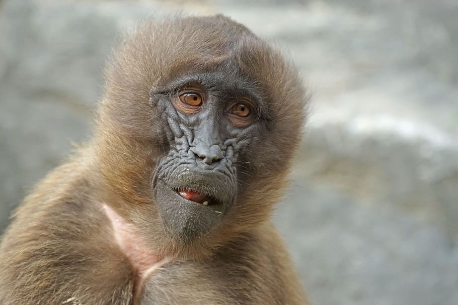 primate photo, monkey, dschelada, mammal, animal wildlife, one animal HD wallpaper