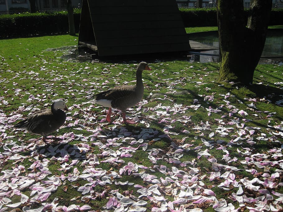 park, ducks, nature, animal themes, bird, vertebrate, animals in the wild HD wallpaper