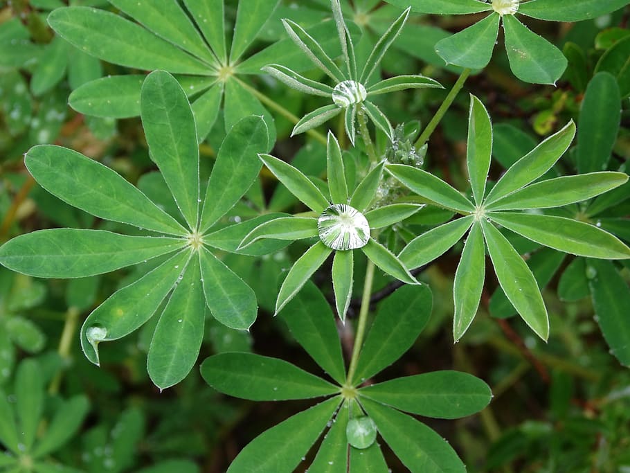 plants, raindrop, alaska, green, leaf, water, nature, green color HD wallpaper