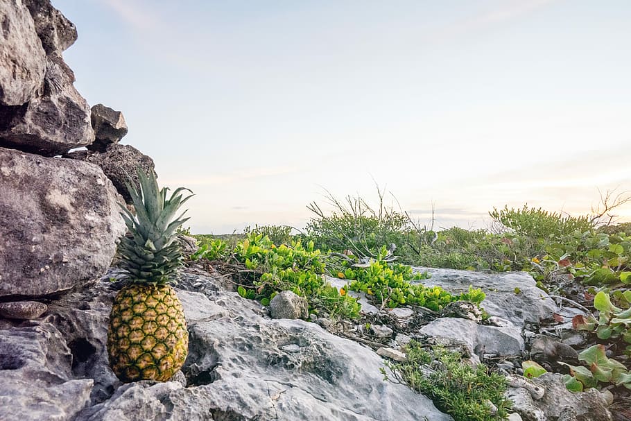 pineapple fruit on top of grey rock, brown pineapple on top of gray rock HD wallpaper