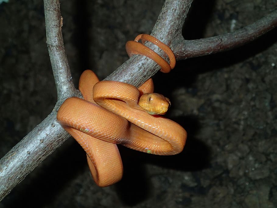 snake, boa, corallus, hortulanus, reptile, gartenboa, amazon HD wallpaper