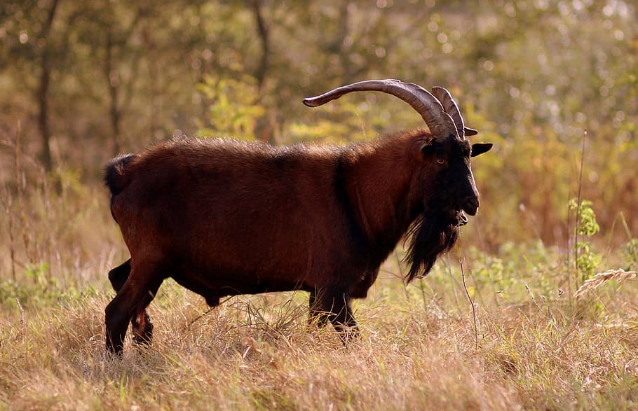 capra, alpina, french, black, tap, pet, horns, one animal, grass