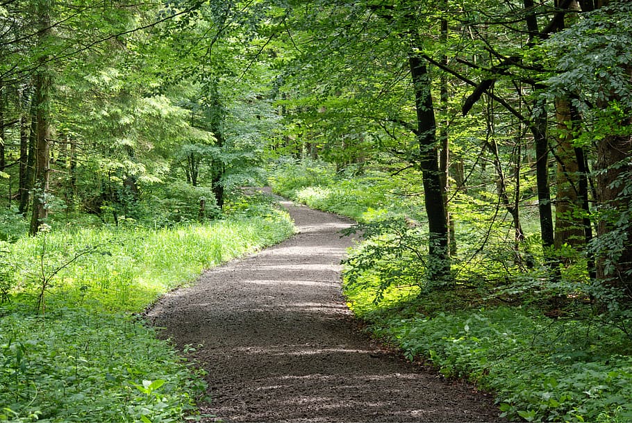 away, forest path, nature, trees, bushes, hiking, recovery HD wallpaper