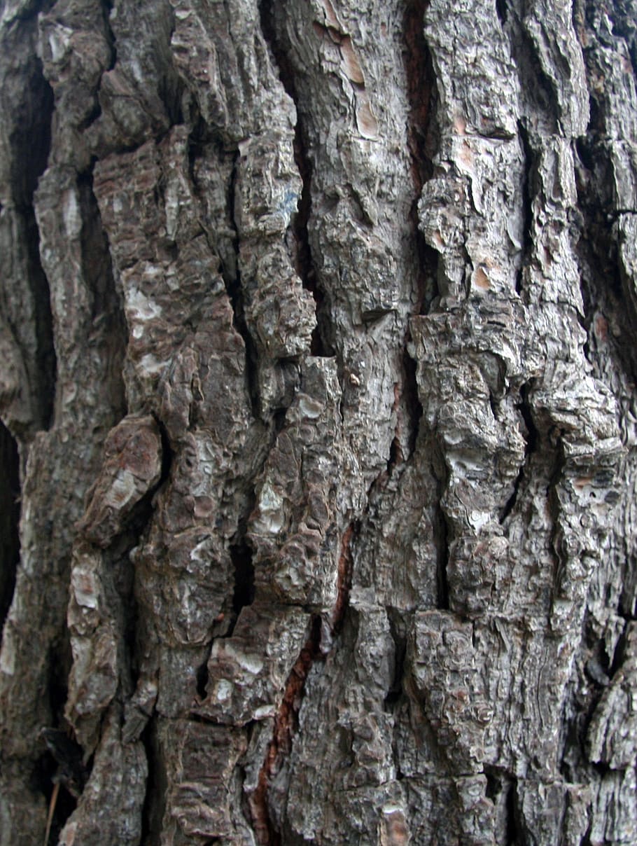 bark, pine, texture, trunk, textured, tree trunk, close-up HD wallpaper