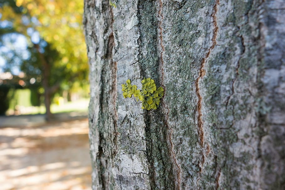 tree, nature, vegetation, forest, autumn, tree bark, plant HD wallpaper