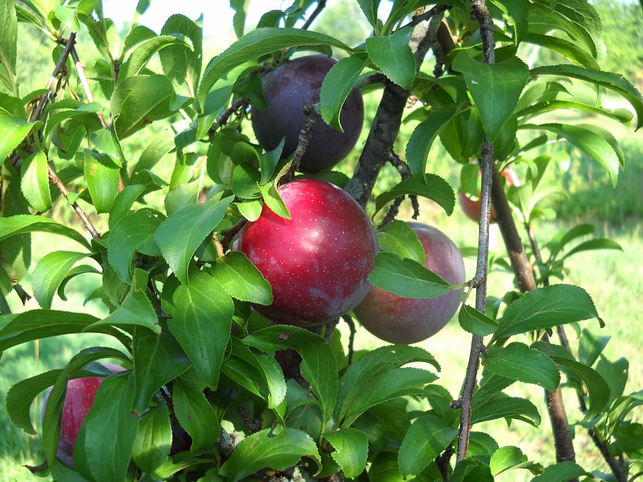 plums, fruit, leaf, summer, ripening, food and drink, plant part HD wallpaper