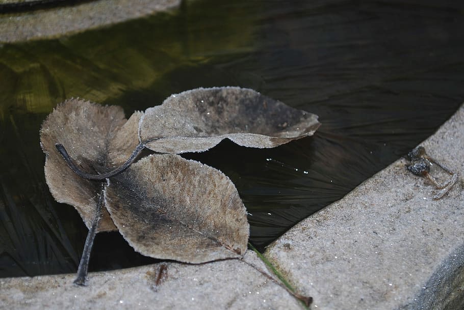 Leaves, Frozen, Ice, animals in the wild, animal wildlife, animal themes HD wallpaper