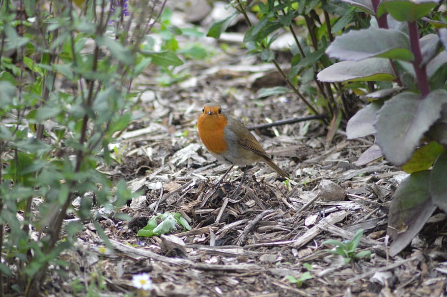 Red Robin, Bird, one animal, animals in the wild, animal themes HD wallpaper
