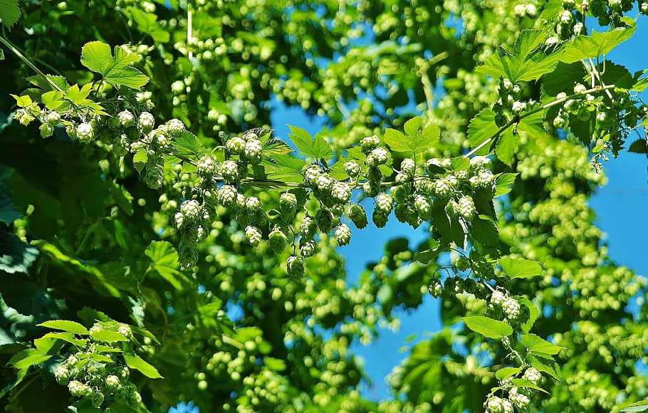 green leafed trees, hops, hopfendolde, beer, bavaria, leaves HD wallpaper