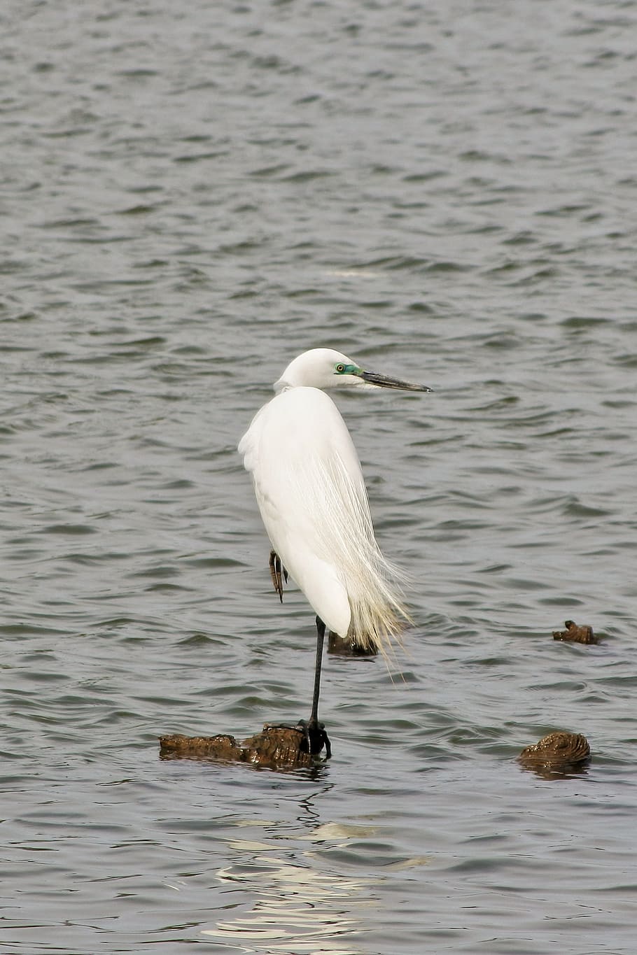 Animal, River, Water, Waterfowl, wild birds, wild animal, natural