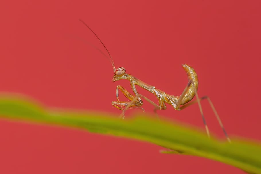 mantis, praying mantis, mantodea, dictyoptera, insect, macro HD wallpaper