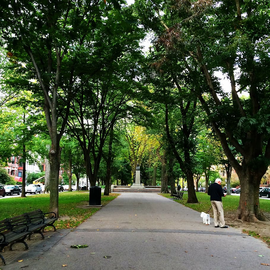 trees, pathway, park, man with dog, street, park - Man Made Space HD wallpaper