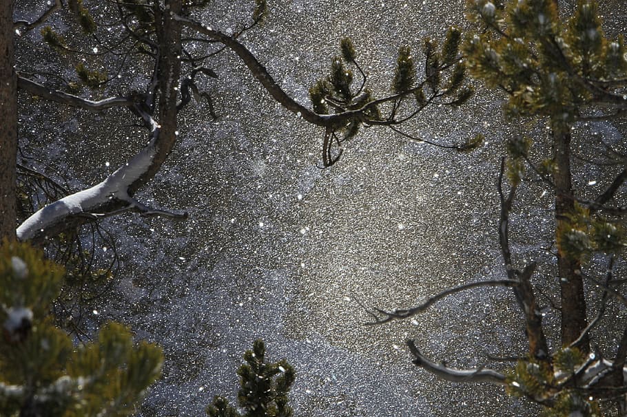 photograph of falling snow on green leaf trees, snow falling HD wallpaper