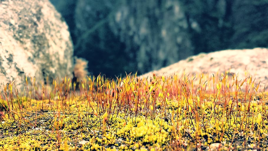 Moss, Rock, Andes, Limestone, Growth, plants, vegetation, nature HD wallpaper
