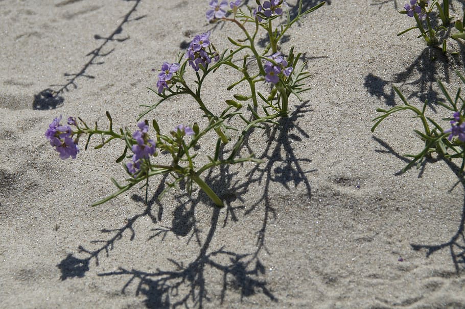 sand, beach, vegetation, flora, flower, small, lonely, shadow HD wallpaper