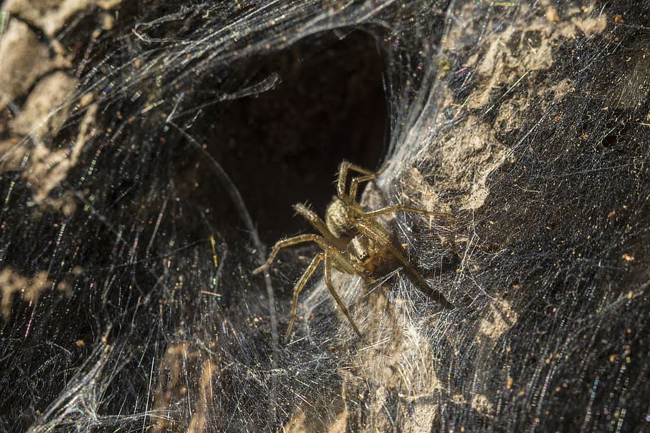 spider web, insect, lighting, nora, hole, autumn, nature, living nature HD wallpaper