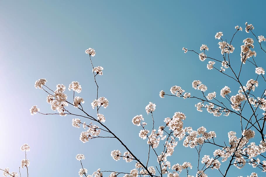 low angle photo of cherry blossoms tree, worm's eye view of white leafed tree under clear blue sky HD wallpaper