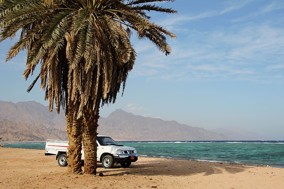 Beach, Palm, Auto, Sea, View, sea view, parking, background HD wallpaper