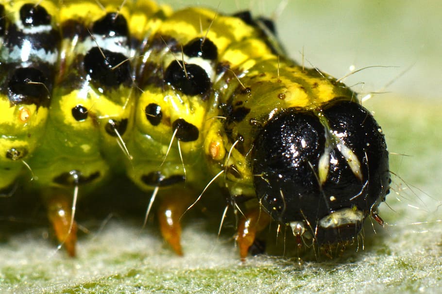 caterpillar, bug, animal, macro, animal themes, animal wildlife HD wallpaper