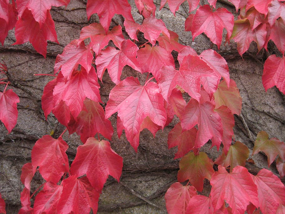 sheet, autumn, ivy, nature, colors, leaves, fall colors, red HD wallpaper