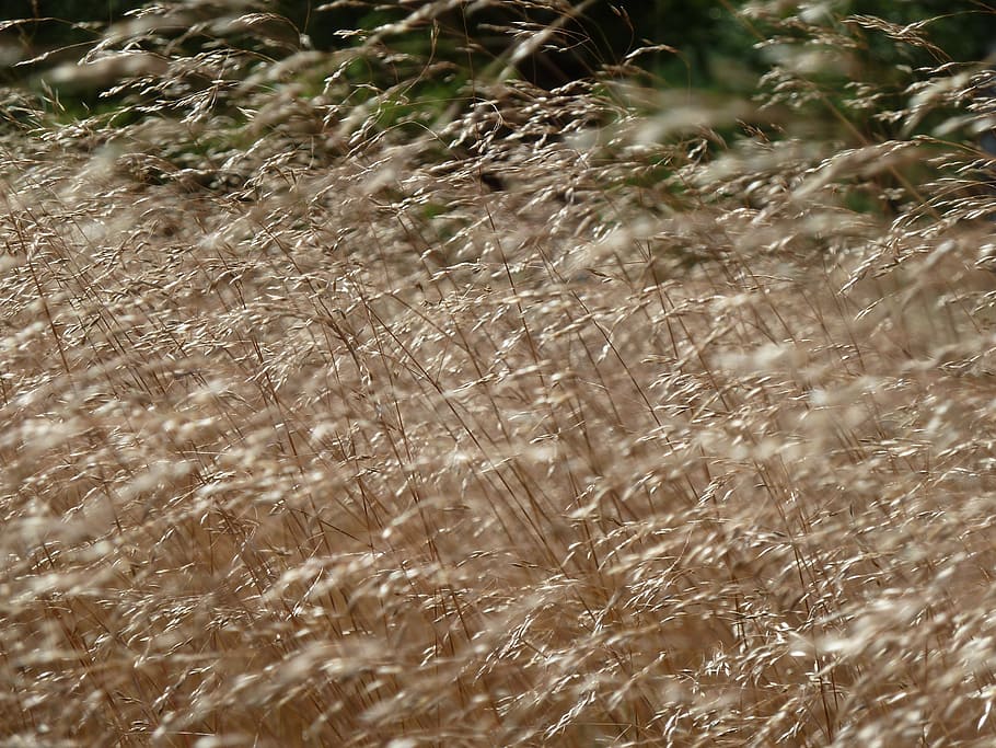 grass, grasses, heide, nature, game grass, fine, filigree, plant HD wallpaper