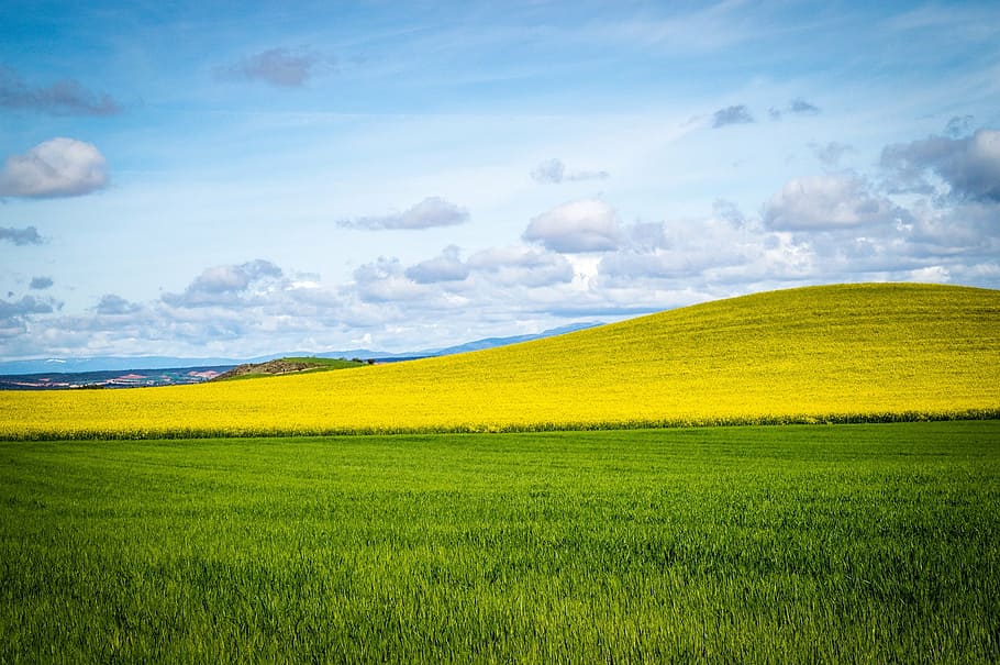 sky, field, blue sky, clouds, landscape, cultivation, agriculture HD wallpaper