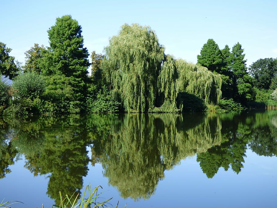 lake, mirroring, pond, trees, water, nature, scenic, mood, sky HD wallpaper