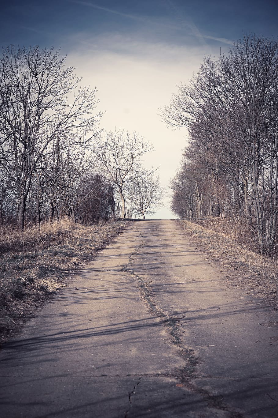 lane, cracked, avenue, trees, nature, leisure, away, road, tree lined avenue HD wallpaper