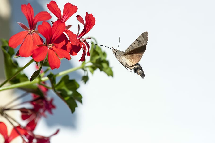 brown moth on red flower, hummingbird hawk moth, flowering plant HD wallpaper