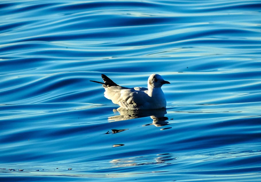 birds, duck, water, reflection, blue, animal, animals, nature HD wallpaper
