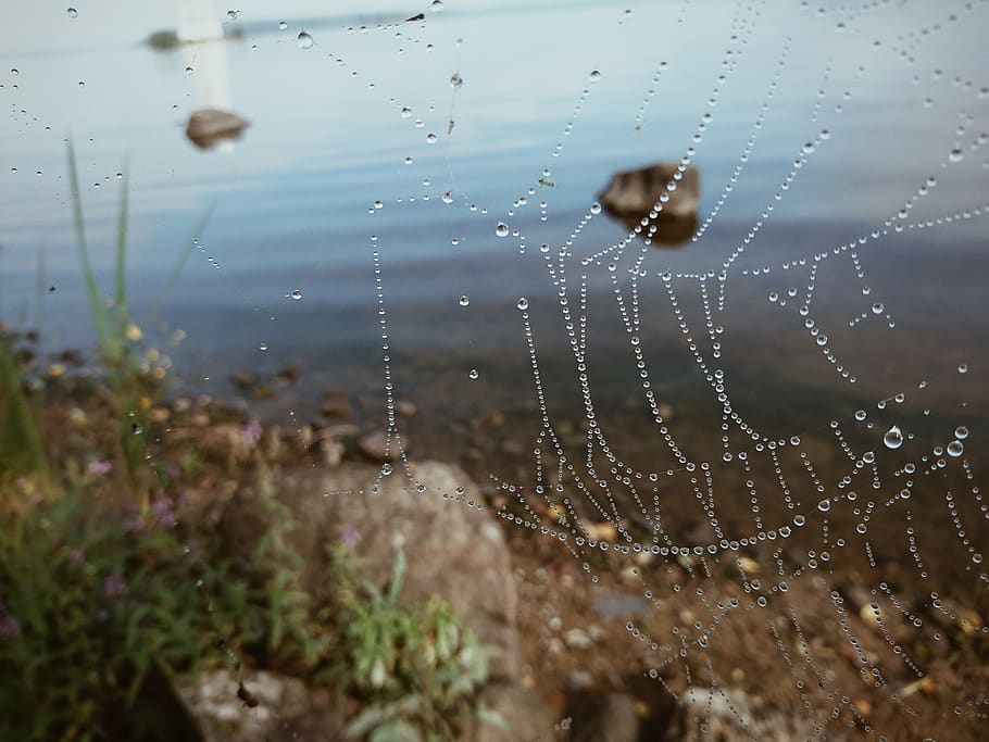 spider web, river, water, drop, fragility, wet, nature, vulnerability HD wallpaper