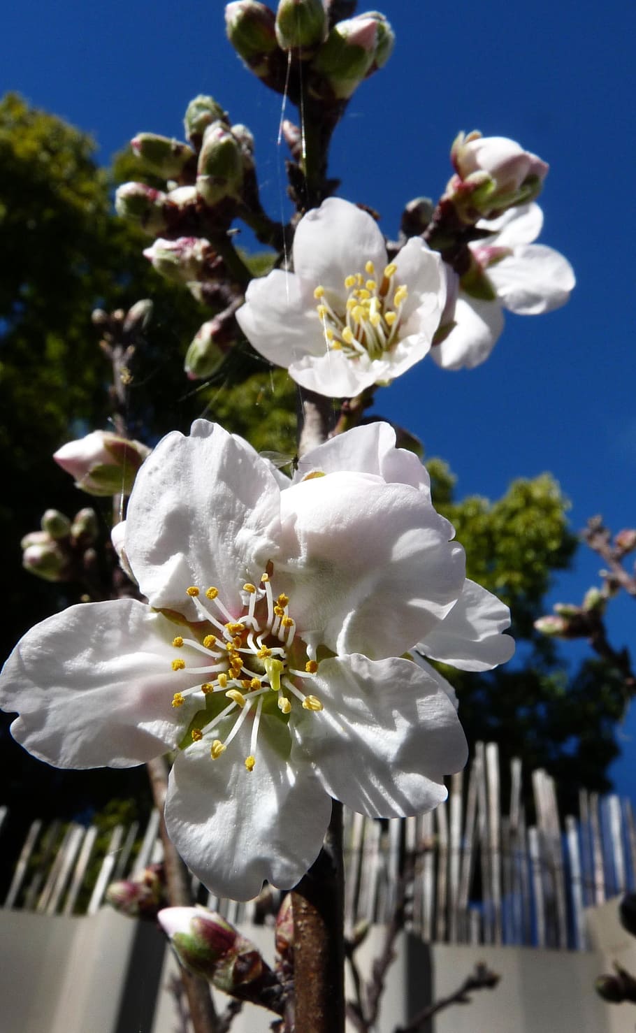 blossom, almond, tree spring, plant, flower, flowering plant HD wallpaper