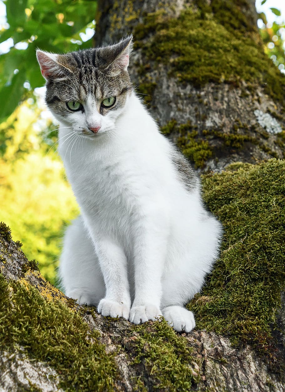 white and gray cat on tree during daytime, green, domestic Cat HD wallpaper