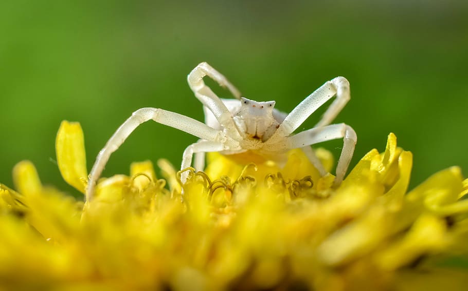 spider, insect, macro, nature, outdoors, danger, green, animal HD wallpaper