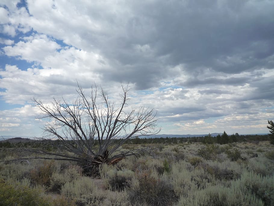 sagebrush, desert, dead tree, juniper, lava beds, sky, clouds HD wallpaper