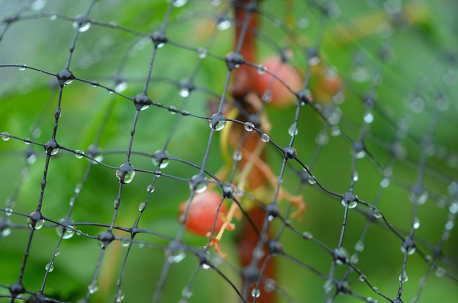 drop, rain, rain drops, water, water drop, water drops, transparent HD wallpaper