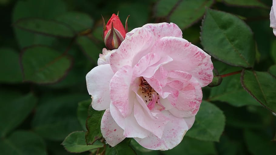 pink, perfume, petals, pink color, flower, flowering plant HD wallpaper